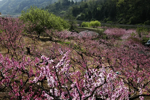 Pfirsichblüten im Obstgarten — Stockfoto