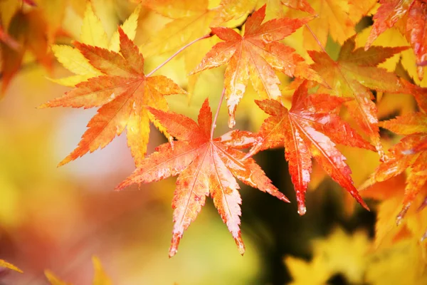 Foglie d'acero in autunno — Foto Stock