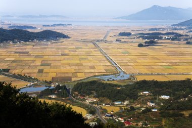 pirinç tarlaları