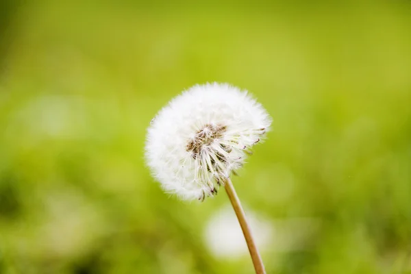 Diente de león — Foto de Stock