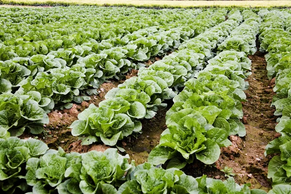 Korea cabbage field in rural landscape — Stock Photo, Image