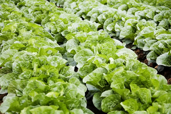 Korea cabbage field in rural landscape — Stock Photo, Image