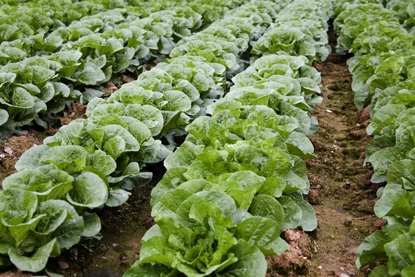 Korea cabbage field in rural landscape — Stock Photo, Image