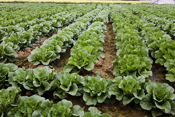 Korea cabbage field in rural landscape — Stock Photo, Image