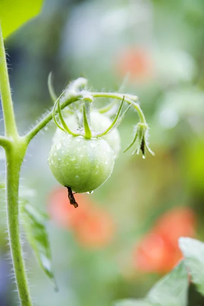 Tomate — Fotografia de Stock