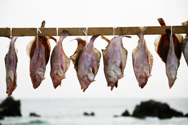 Suszyć ryba — Zdjęcie stockowe