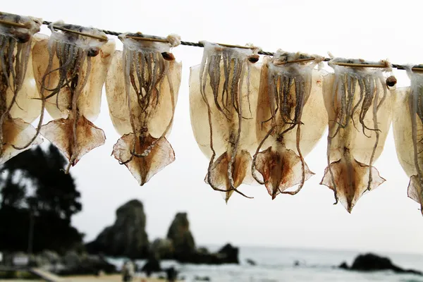 Torr fisk vid fiskeläge — Stockfoto