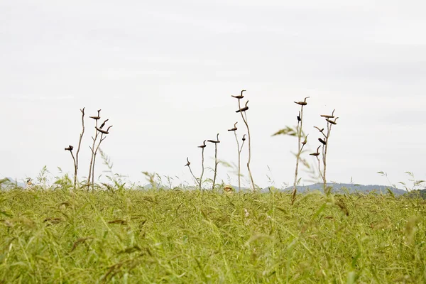 Panenku farmáře — Stock fotografie