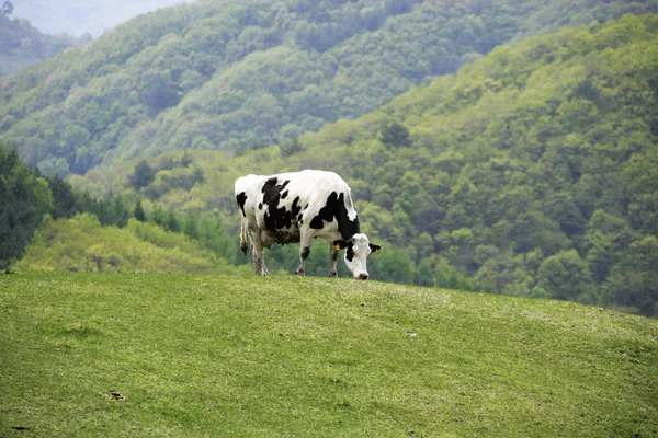 Koe in het weiland — Stockfoto