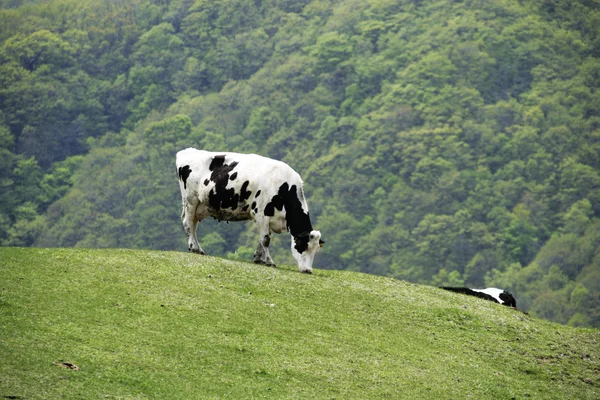 Vache dans la prairie — Photo