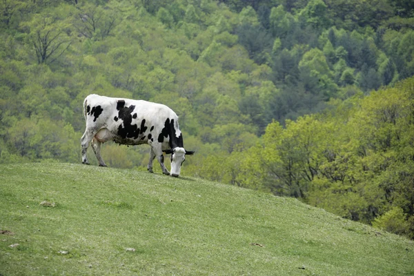 Koe in het weiland — Stockfoto