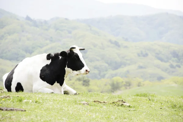 Vache dans la prairie — Photo