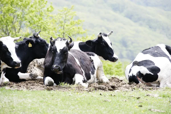 Cow in the meadow — Stock Photo, Image