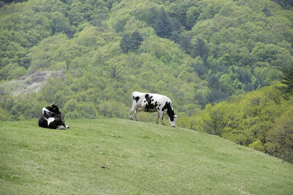 Koe in het weiland — Stockfoto