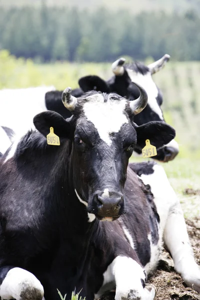 Koe in het weiland — Stockfoto