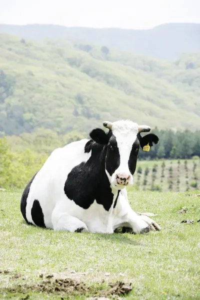 Mucca nel prato — Foto Stock