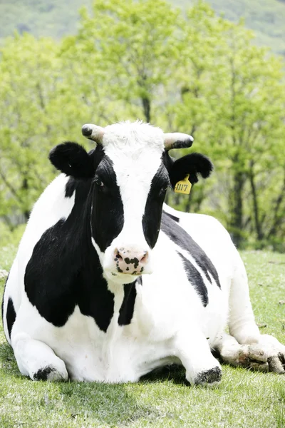 Koe in het weiland — Stockfoto