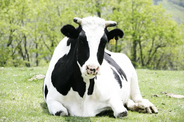 Koe in het weiland — Stockfoto