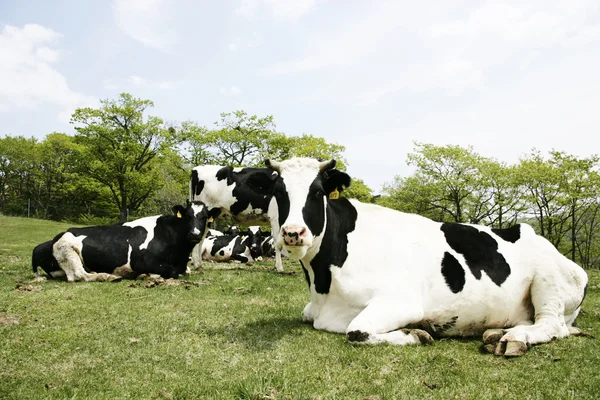 Koe in het weiland — Stockfoto