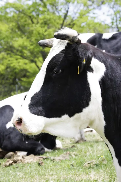 Koe in het weiland — Stockfoto