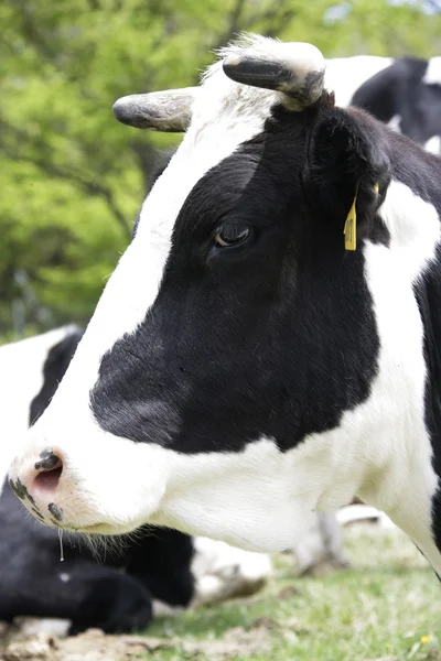 Koe in het weiland — Stockfoto