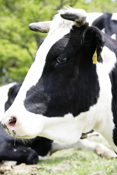 Ko på ängen — Stockfoto