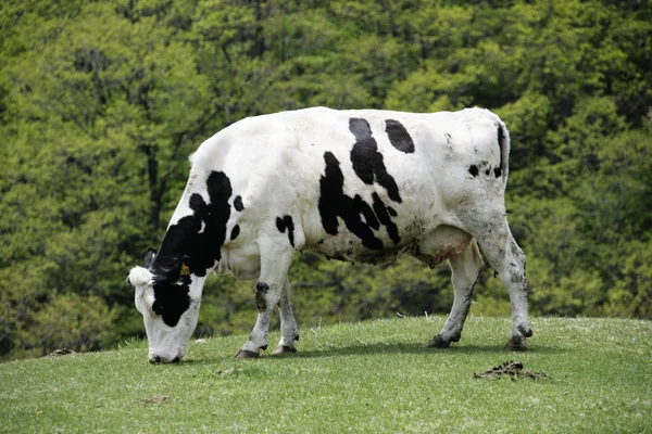 Kráva na louce — Stock fotografie