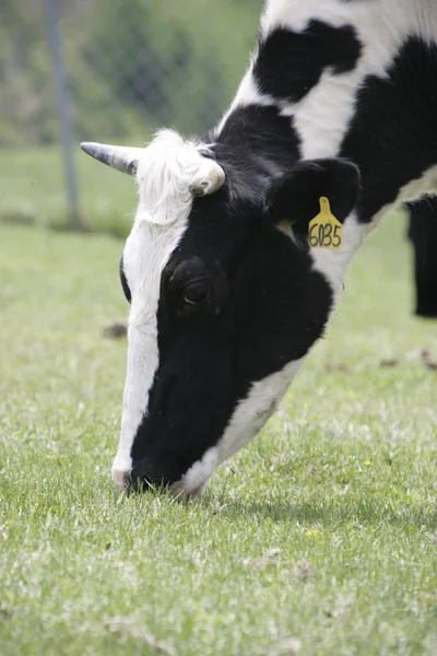 Koe in het weiland — Stockfoto