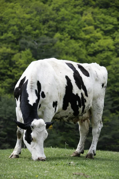 Koe in het weiland — Stockfoto