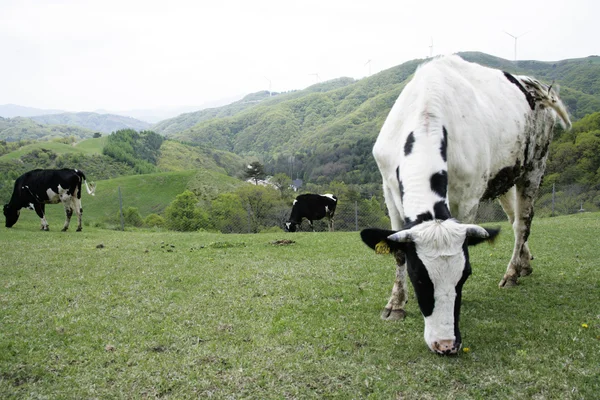 Krowa na łące — Zdjęcie stockowe