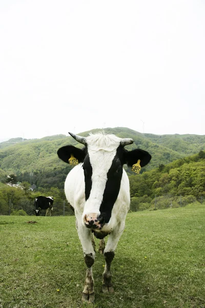 Cow in the meadow — Stock Photo, Image