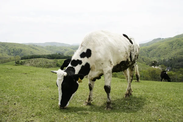 Cow in the meadow — Stock Photo, Image