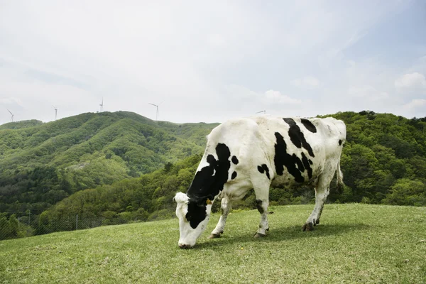 Cow in the meadow — Stock Photo, Image