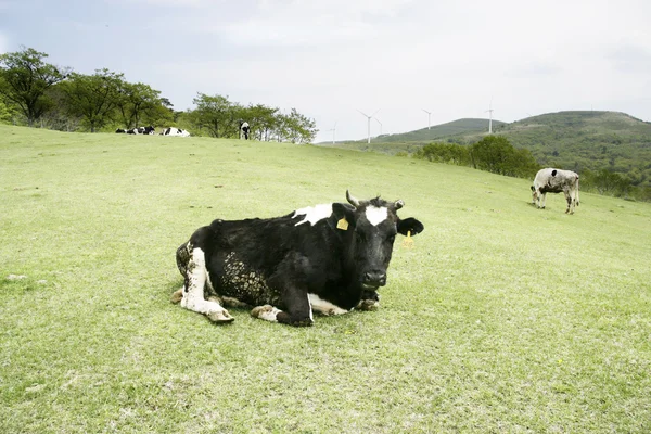 Koe in het weiland — Stockfoto