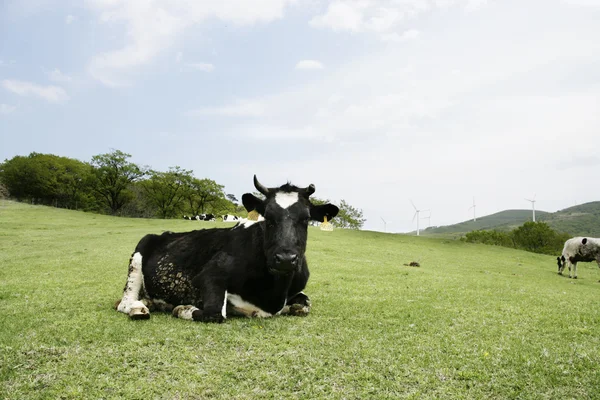 Vache dans la prairie — Photo