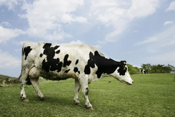 Cow in the meadow — Stock Photo, Image