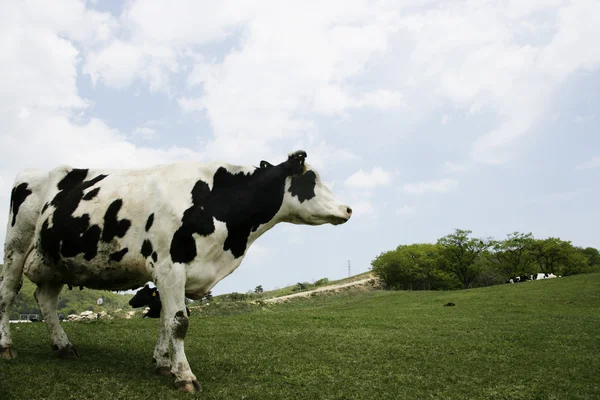Çayırdaki inek — Stok fotoğraf