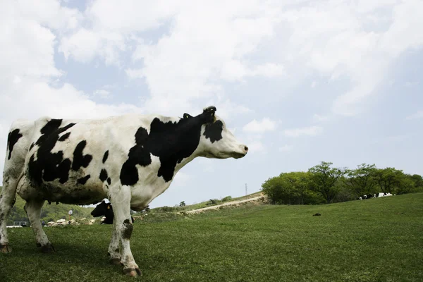 Cow in the meadow — Stock Photo, Image