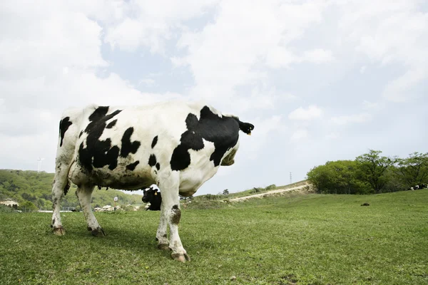 Cow in the meadow — Stock Photo, Image