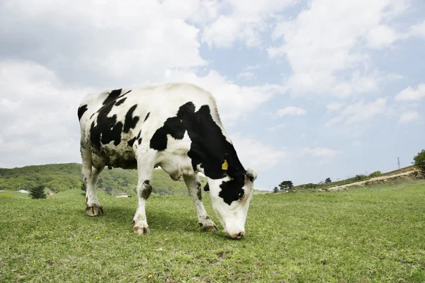 Koe in het weiland — Stockfoto