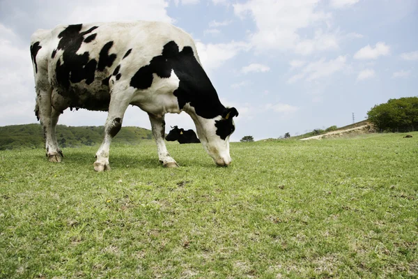 Koe in het weiland — Stockfoto