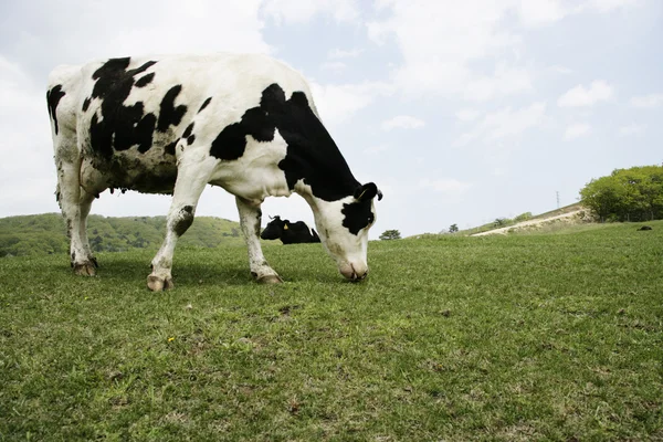 Cow in the meadow — Stock Photo, Image