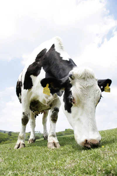 Cow in the meadow — Stock Photo, Image