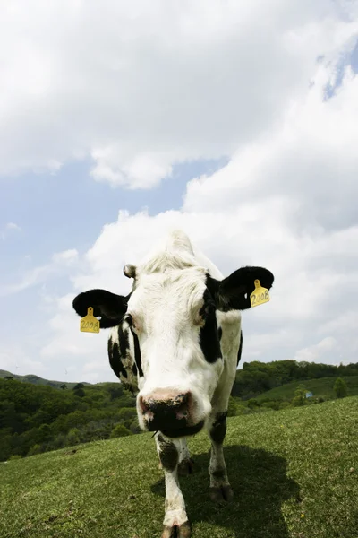 Mucca nel prato — Foto Stock