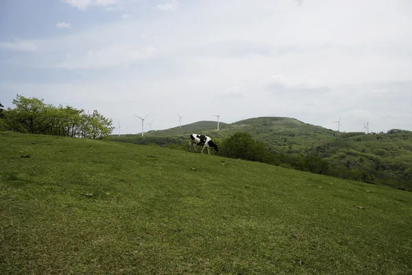 Vache dans la prairie — Photo