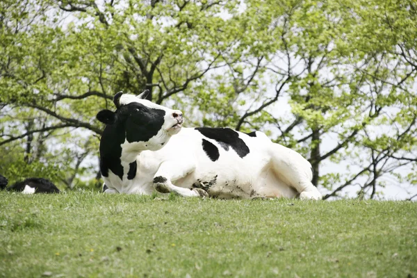 Koe in het weiland — Stockfoto