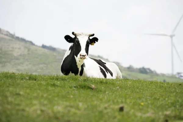 Koe in het weiland — Stockfoto