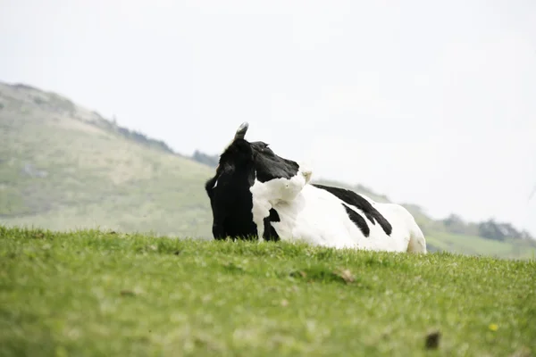 Koe in het weiland — Stockfoto