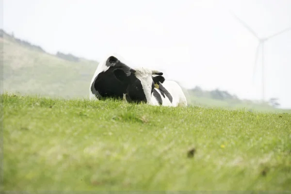 Vache dans la prairie — Photo