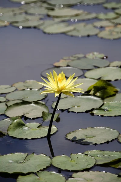 Lotus in the pond — Stock Photo, Image